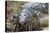 American Crocodile Sunning, Everglades NP, Florida, Usa-Maresa Pryor-Stretched Canvas