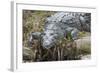 American Crocodile Sunning, Everglades NP, Florida, Usa-Maresa Pryor-Framed Photographic Print