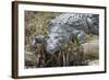 American Crocodile Sunning, Everglades NP, Florida, Usa-Maresa Pryor-Framed Photographic Print