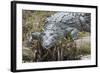 American Crocodile Sunning, Everglades NP, Florida, Usa-Maresa Pryor-Framed Photographic Print