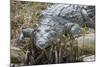 American Crocodile Sunning, Everglades NP, Florida, Usa-Maresa Pryor-Mounted Photographic Print