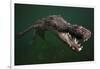 American crocodile, underwater, Jardines de la Reina National Park, Caribbean Sea, Cuba-Claudio Contreras-Framed Photographic Print