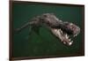 American crocodile, underwater, Jardines de la Reina National Park, Caribbean Sea, Cuba-Claudio Contreras-Framed Photographic Print