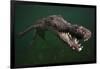 American crocodile, underwater, Jardines de la Reina National Park, Caribbean Sea, Cuba-Claudio Contreras-Framed Photographic Print