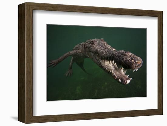 American crocodile, underwater, Jardines de la Reina National Park, Caribbean Sea, Cuba-Claudio Contreras-Framed Photographic Print