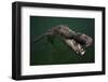 American crocodile, underwater, Jardines de la Reina National Park, Caribbean Sea, Cuba-Claudio Contreras-Framed Photographic Print