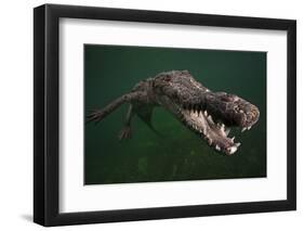 American crocodile, underwater, Jardines de la Reina National Park, Caribbean Sea, Cuba-Claudio Contreras-Framed Photographic Print