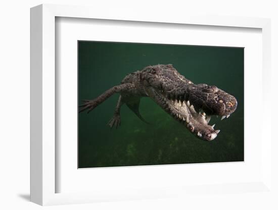 American crocodile, underwater, Jardines de la Reina National Park, Caribbean Sea, Cuba-Claudio Contreras-Framed Photographic Print