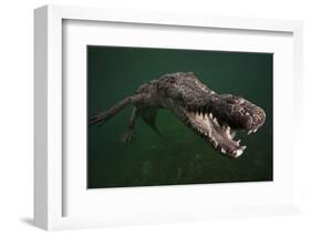 American crocodile, underwater, Jardines de la Reina National Park, Caribbean Sea, Cuba-Claudio Contreras-Framed Photographic Print