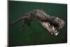 American crocodile, underwater, Jardines de la Reina National Park, Caribbean Sea, Cuba-Claudio Contreras-Mounted Photographic Print