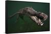 American crocodile, underwater, Jardines de la Reina National Park, Caribbean Sea, Cuba-Claudio Contreras-Framed Stretched Canvas