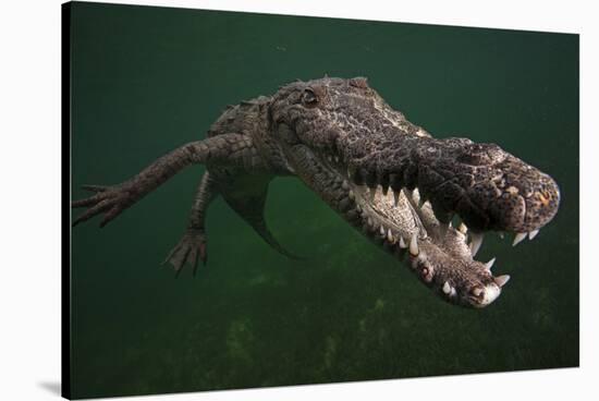American crocodile, underwater, Jardines de la Reina National Park, Caribbean Sea, Cuba-Claudio Contreras-Stretched Canvas