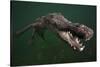American crocodile, underwater, Jardines de la Reina National Park, Caribbean Sea, Cuba-Claudio Contreras-Stretched Canvas