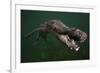 American crocodile, underwater, Jardines de la Reina National Park, Caribbean Sea, Cuba-Claudio Contreras-Framed Photographic Print