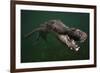 American crocodile, underwater, Jardines de la Reina National Park, Caribbean Sea, Cuba-Claudio Contreras-Framed Photographic Print