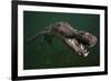 American crocodile, underwater, Jardines de la Reina National Park, Caribbean Sea, Cuba-Claudio Contreras-Framed Photographic Print