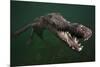 American crocodile, underwater, Jardines de la Reina National Park, Caribbean Sea, Cuba-Claudio Contreras-Mounted Photographic Print