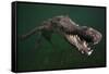American crocodile, underwater, Jardines de la Reina National Park, Caribbean Sea, Cuba-Claudio Contreras-Framed Stretched Canvas