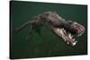 American crocodile, underwater, Jardines de la Reina National Park, Caribbean Sea, Cuba-Claudio Contreras-Stretched Canvas