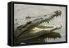 American Crocodile-null-Framed Stretched Canvas