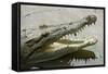 American Crocodile-null-Framed Stretched Canvas