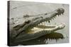 American Crocodile-null-Stretched Canvas