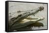 American Crocodile-null-Framed Stretched Canvas