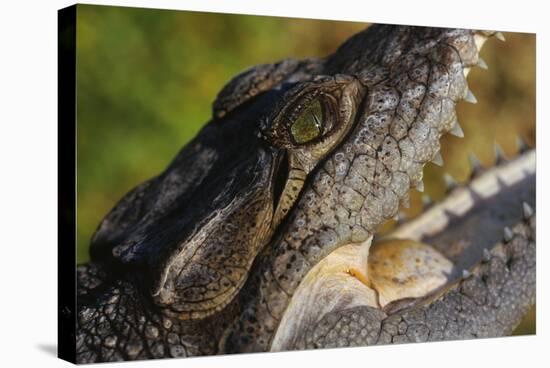 American Crocodile-W. Perry Conway-Stretched Canvas