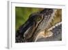 American Crocodile-W. Perry Conway-Framed Photographic Print