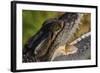 American Crocodile-W. Perry Conway-Framed Photographic Print