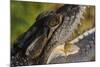 American Crocodile-W. Perry Conway-Mounted Photographic Print