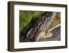 American Crocodile-W. Perry Conway-Framed Photographic Print