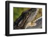 American Crocodile-W. Perry Conway-Framed Photographic Print