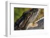 American Crocodile-W. Perry Conway-Framed Photographic Print