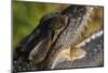 American Crocodile-W. Perry Conway-Mounted Photographic Print