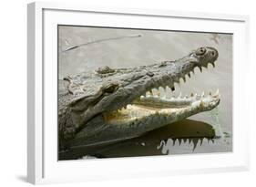 American Crocodile-null-Framed Photographic Print