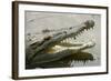 American Crocodile-null-Framed Photographic Print