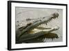 American Crocodile-null-Framed Photographic Print