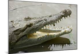 American Crocodile-null-Mounted Photographic Print