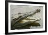 American Crocodile-null-Framed Photographic Print