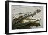 American Crocodile-null-Framed Photographic Print