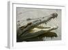 American Crocodile-null-Framed Photographic Print