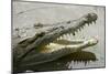 American Crocodile-null-Mounted Photographic Print