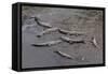 American Crocodiles (Crocodylus Acutus)-Sergio-Framed Stretched Canvas