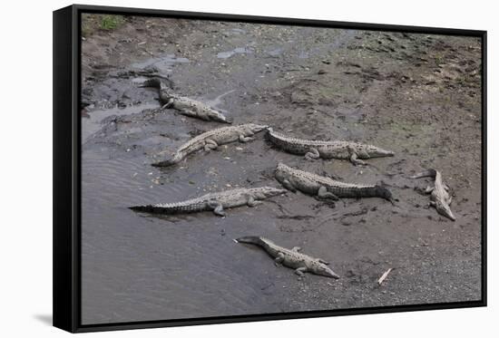 American Crocodiles (Crocodylus Acutus)-Sergio-Framed Stretched Canvas