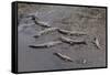American Crocodiles (Crocodylus Acutus)-Sergio-Framed Stretched Canvas