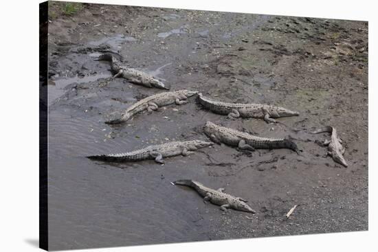 American Crocodiles (Crocodylus Acutus)-Sergio-Stretched Canvas