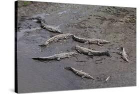 American Crocodiles (Crocodylus Acutus)-Sergio-Stretched Canvas