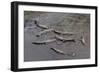 American Crocodiles (Crocodylus Acutus)-Sergio-Framed Photographic Print