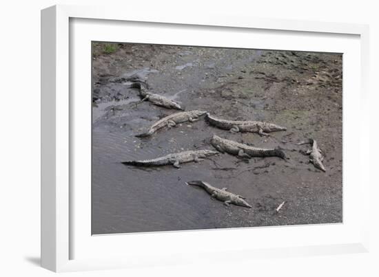 American Crocodiles (Crocodylus Acutus)-Sergio-Framed Photographic Print